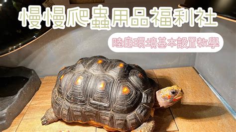 養龜設備|水龜設備、飼養方法｜如何提供正確飼養環境！？怎樣把龜龜照顧 